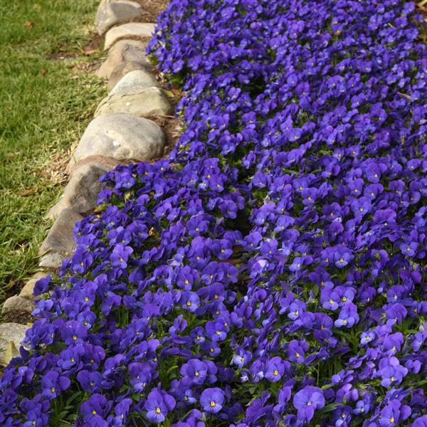 Quicktime™ Blue Viola - Landscape