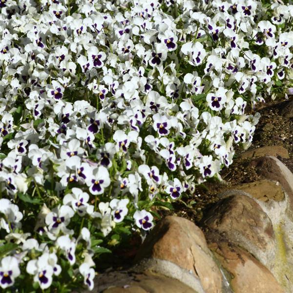 Quicktime™ White Blotch Viola - Landscape