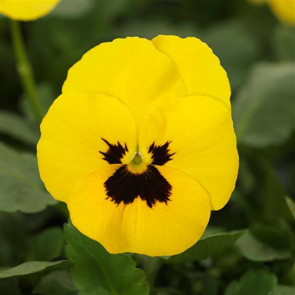 Quicktime™ Yellow Blotch Viola - Bloom