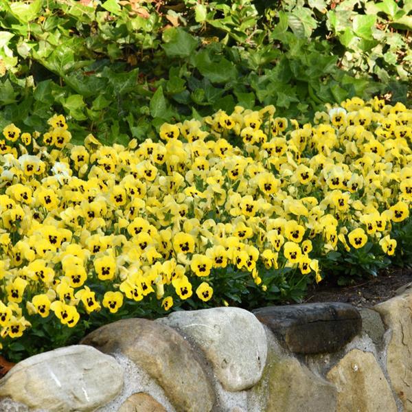 Quicktime™ Yellow Blotch Viola - Landscape