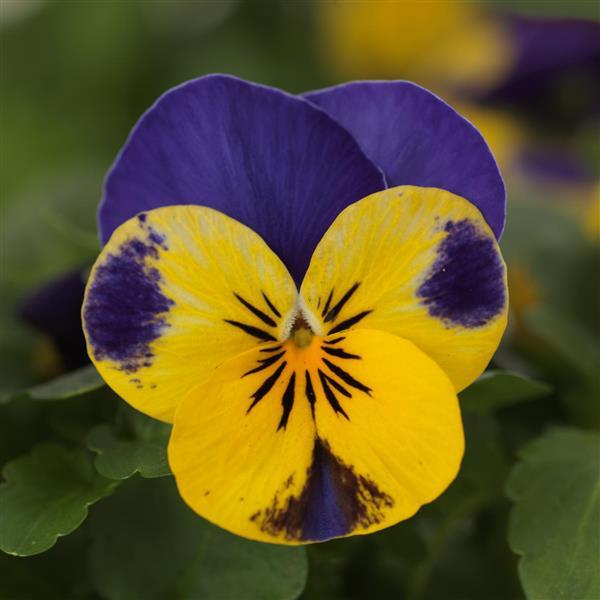 Quicktime™ Yellow Blue Jump Up Viola - Bloom