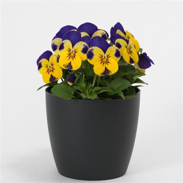 Quicktime™ Yellow Blue Jump Up Viola - Container