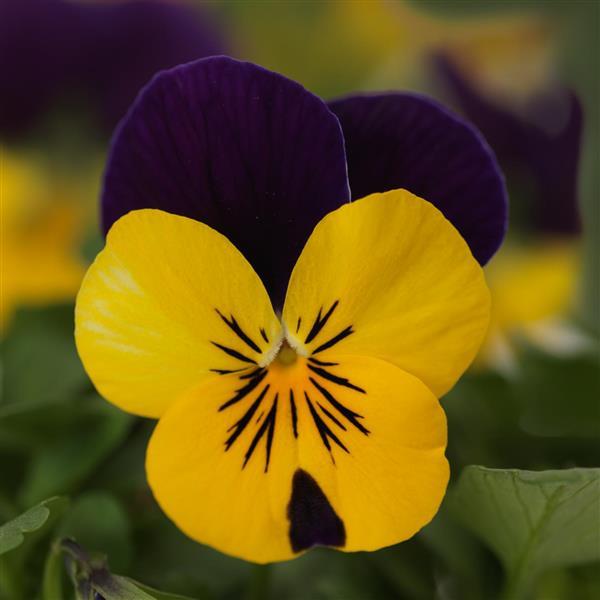 Quicktime™ Yellow Violet Jump Up Viola - Bloom