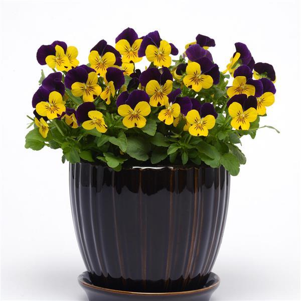 Quicktime™ Yellow Violet Jump Up Viola - Container