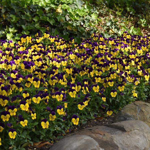Quicktime™ Yellow Violet Jump Up Viola - Landscape