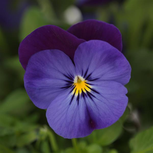 Quicktime™ Blue Purple Jump Up Viola - Bloom