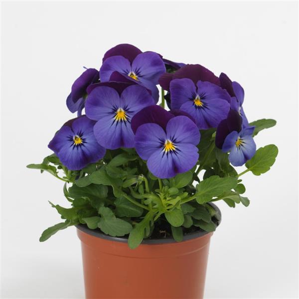Quicktime™ Blue Purple Jump Up Viola - Container