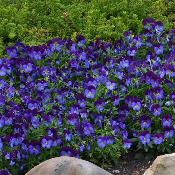Quicktime™ Blue Purple Jump Up Viola - Landscape