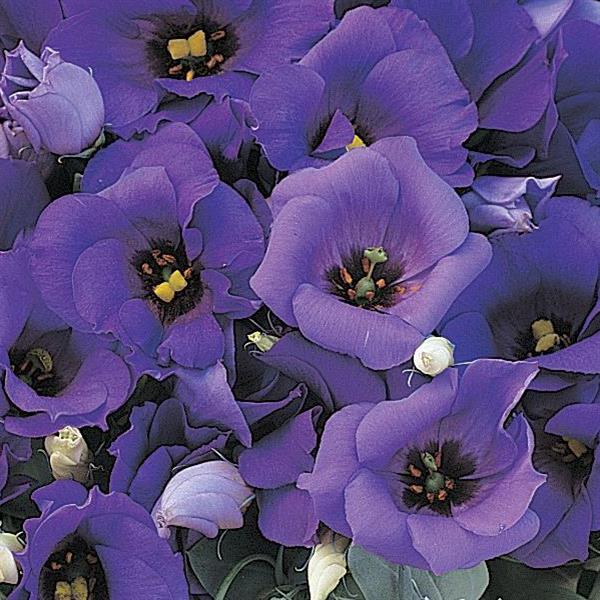 Florida Blue Lisianthus - Bloom