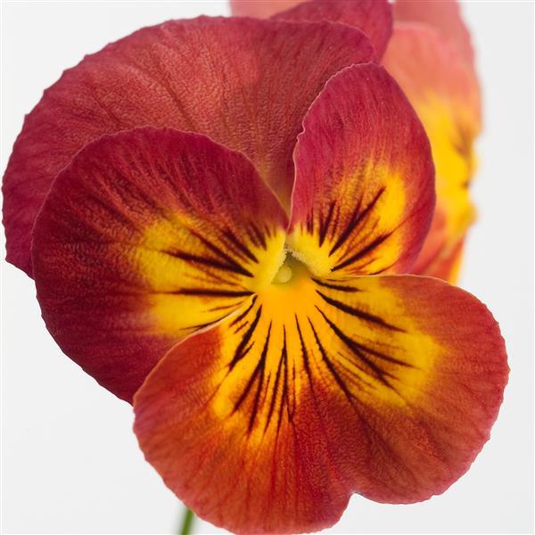 Ultima Radiance Red Pansy - Bloom