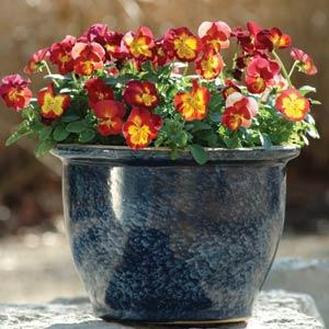 Ultima Radiance Red Pansy - Container