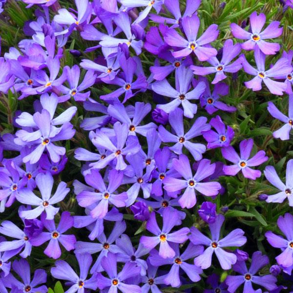 Phlox Violet Pinwheels - Bloom