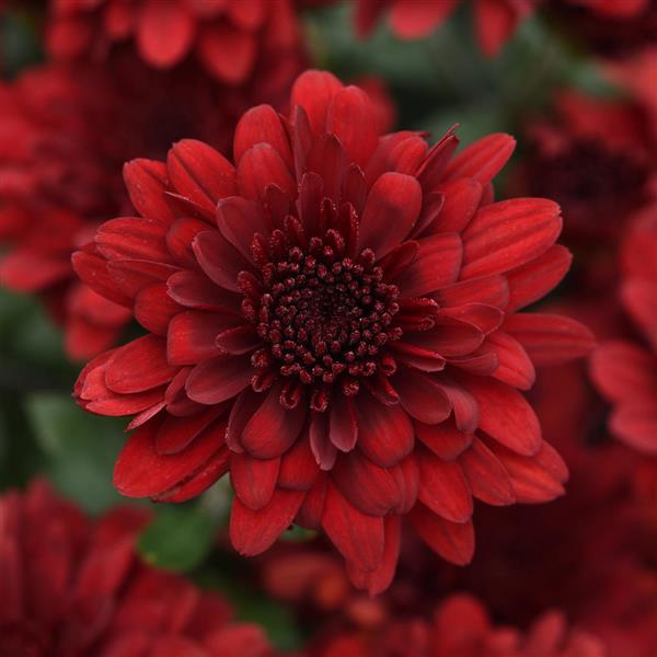 Five Alarm Red Garden Mum - Bloom