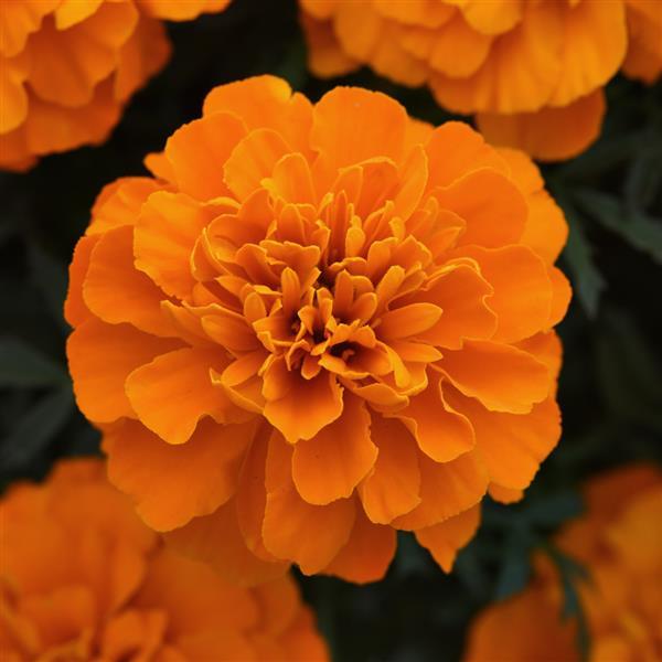 Bonanza™ Deep Orange French Marigold - Bloom