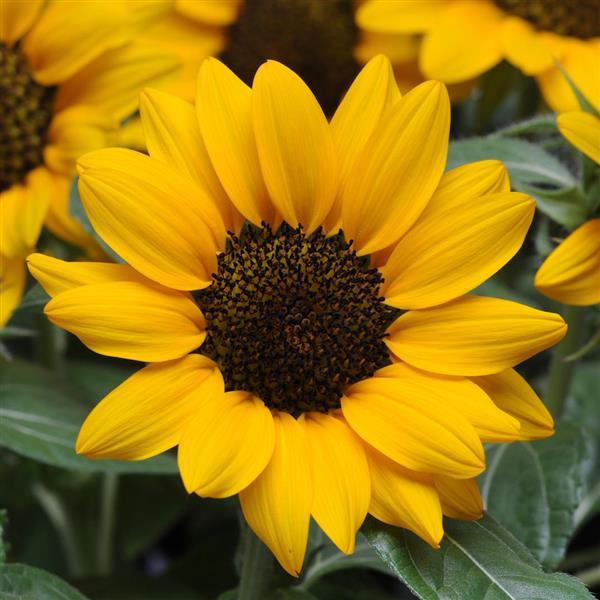 Miss Sunshine Sunflower - Bloom