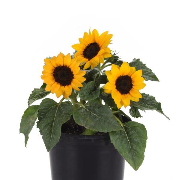Miss Sunshine Sunflower - Container