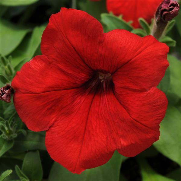 Lo Rider™ Red Petunia - Bloom