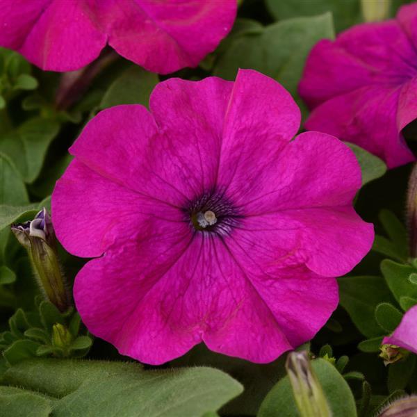 Lo Rider™ Violet Petunia - Bloom