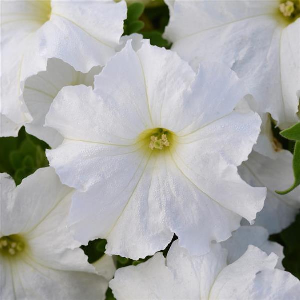 Lo Rider™ White Petunia - Bloom