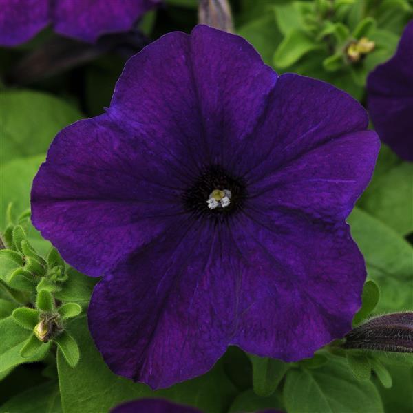 Lo Rider™ Blue Petunia - Bloom