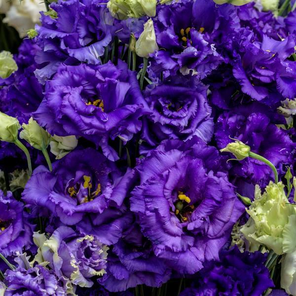 Voyage 2 Blue Cut Flower Lisianthus - Bloom