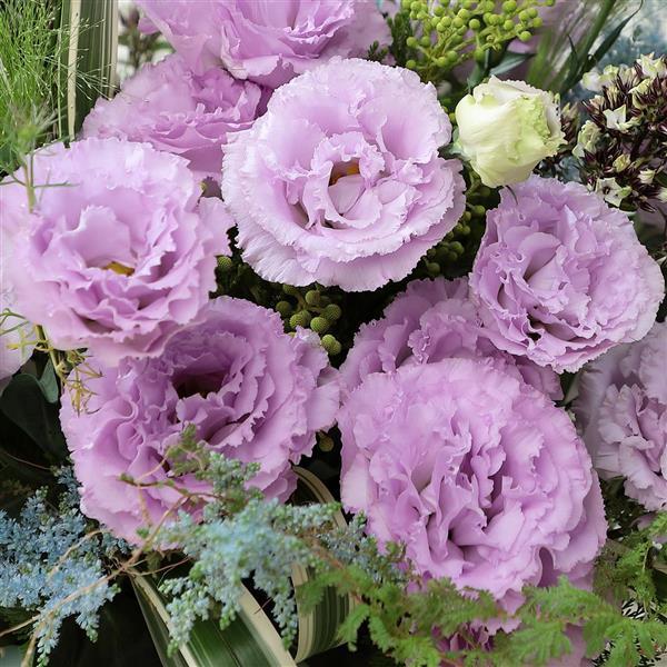 Voyage 2 Lavender Cut Flower Lisianthus - Bloom