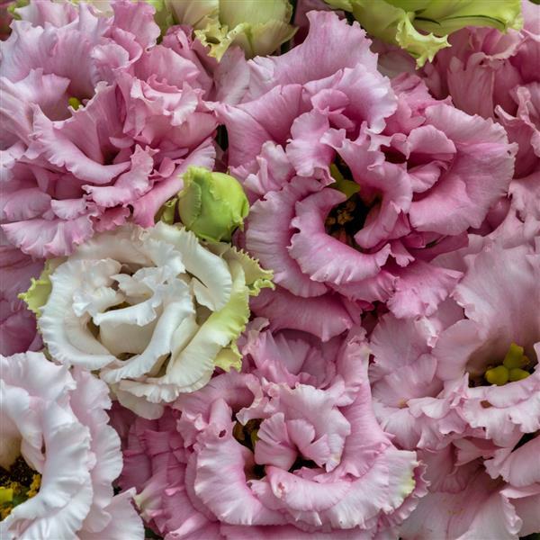 Voyage 2 Pink Cut Flower Lisianthus - Bloom