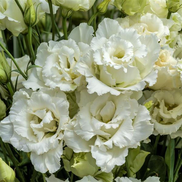 Voyage 2 White Cut Flower Lisianthus - Bloom