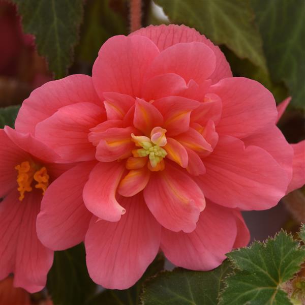 Sun Dancer™ Pink Tuberous Begonia - Bloom