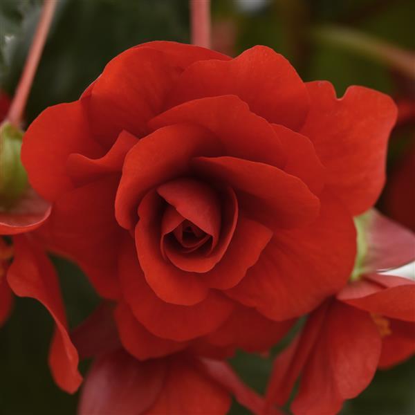 Sun Dancer™ Red Tuberous Begonia - Bloom