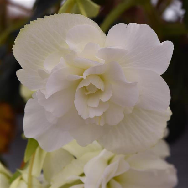 Sun Dancer™ White Tuberous Begonia - Bloom