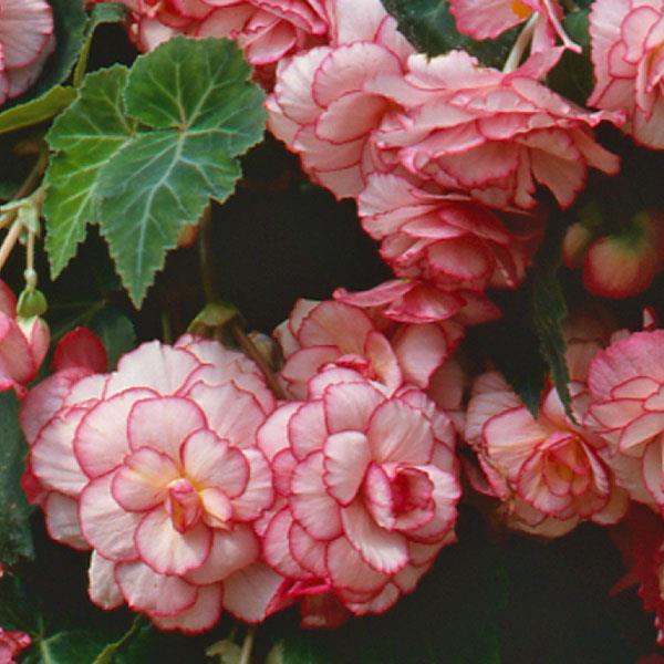 Sun Dancer™ White Pink Picotee Tuberous Begonia - Bloom