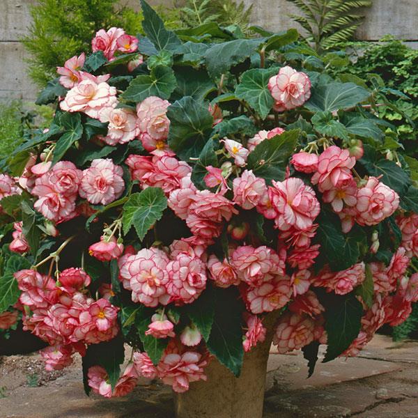 Sun Dancer™ White Pink Picotee Tuberous Begonia - Container