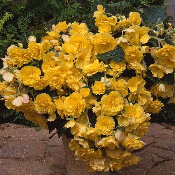 Sun Dancer™ Yellow Tuberous Begonia - Container