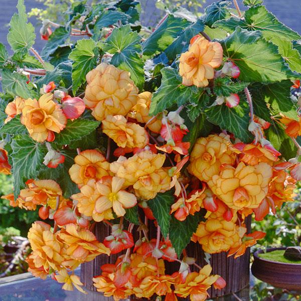 Sun Dancer™ Yellow Red Picotee Tuberous Begonia - Container