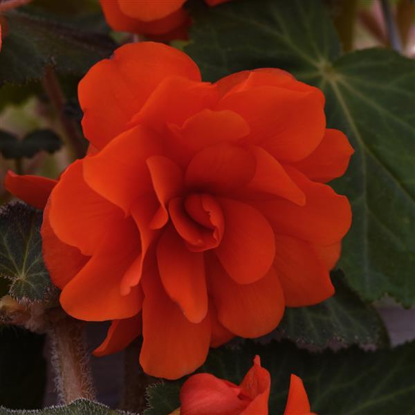 Sun Dancer™ Scarlet Orange Tuberous Begonia - Bloom