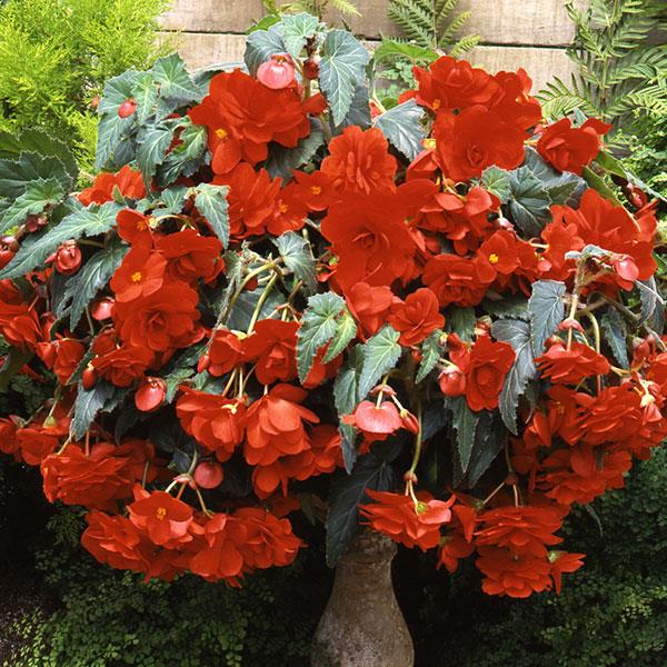 Sun Dancer™ Scarlet Orange Tuberous Begonia - Container