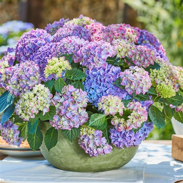 Tabletensia™ Blue Hydrangea - Bloom