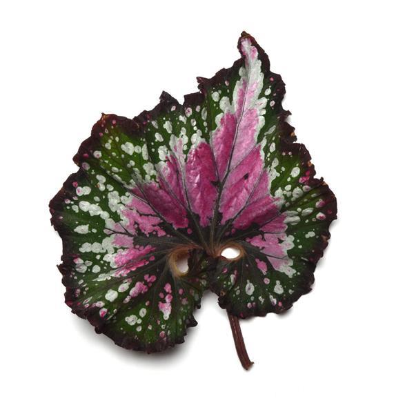Jurassic Jr.™ Berry Swirl Rex Begonia - Bloom