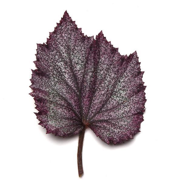 Jurassic Jr.™ Purple Spec Rex Begonia - Bloom