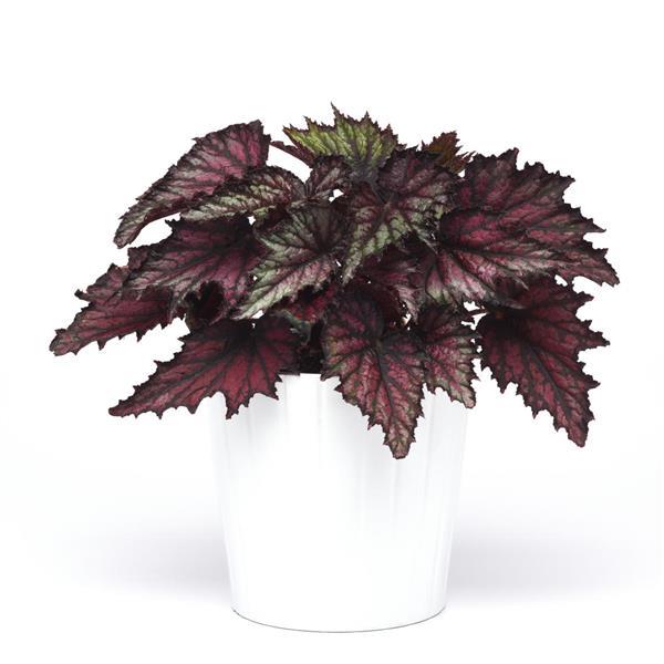 Jurassic Jr.™ Fire Spike Rex Begonia - Container
