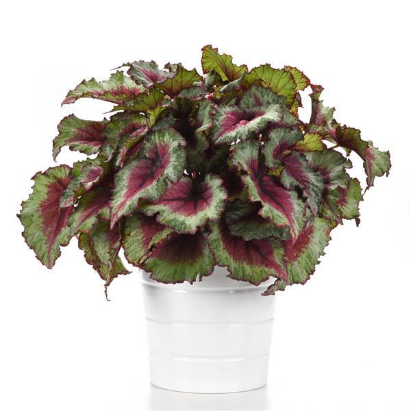 Jurassic Jr.™ Strawberry Heart Rex Begonia - Container