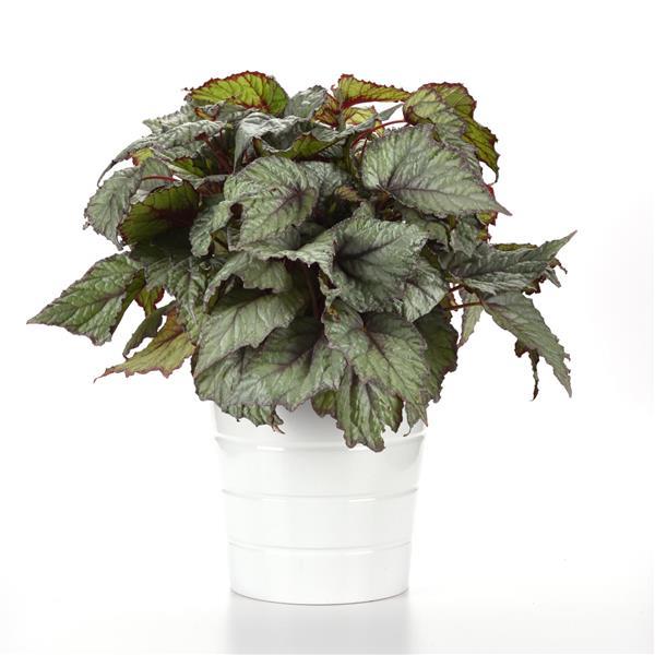 Jurassic™ Snowfall Rex Begonia - Container