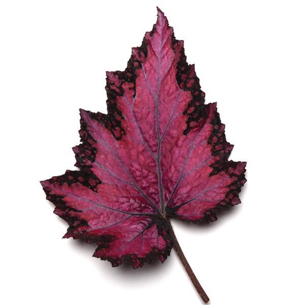 Jurassic™ Pink Shades Rex Begonia - Bloom