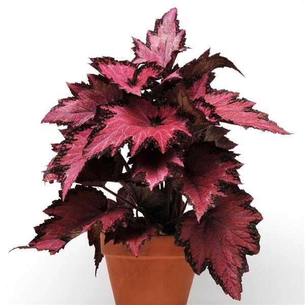Jurassic™ Pink Shades Rex Begonia - Container