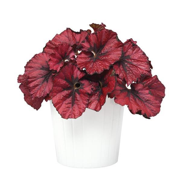 Jurassic™ Heartbeat Rex Begonia - Container