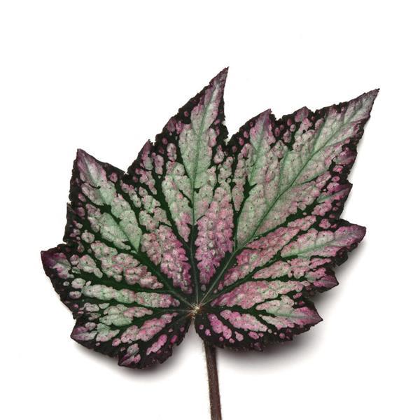 Jurassic™ Green Streak Rex Begonia - Bloom
