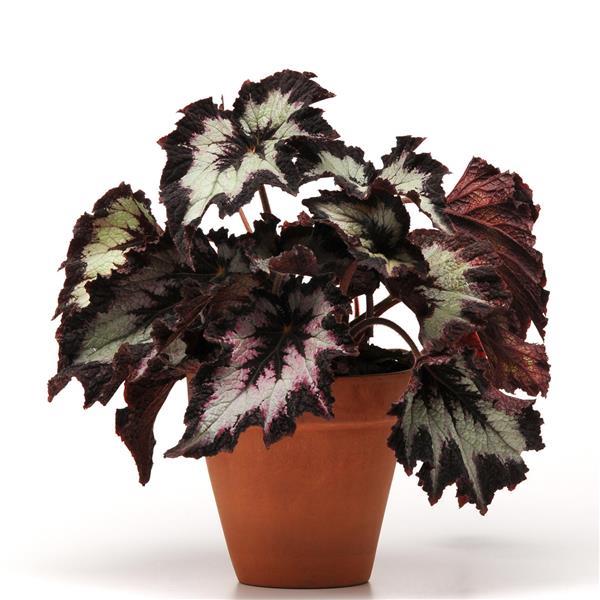 Jurassic™ Silver Point Rex Begonia - Container