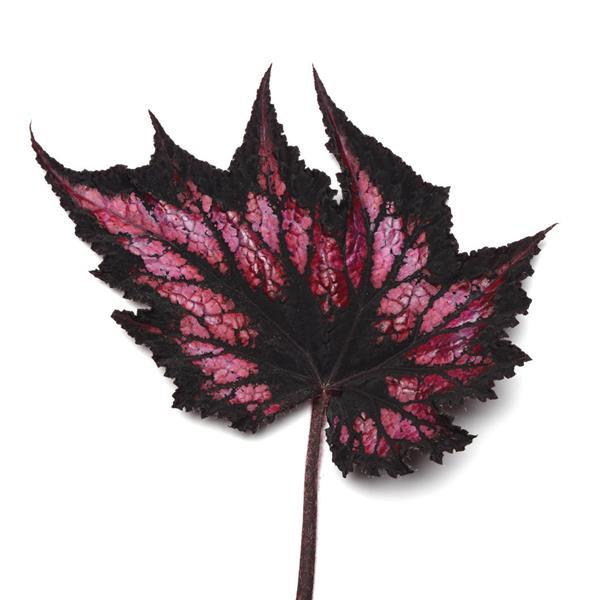 Jurassic™ Cherry Spike Rex Begonia - Bloom
