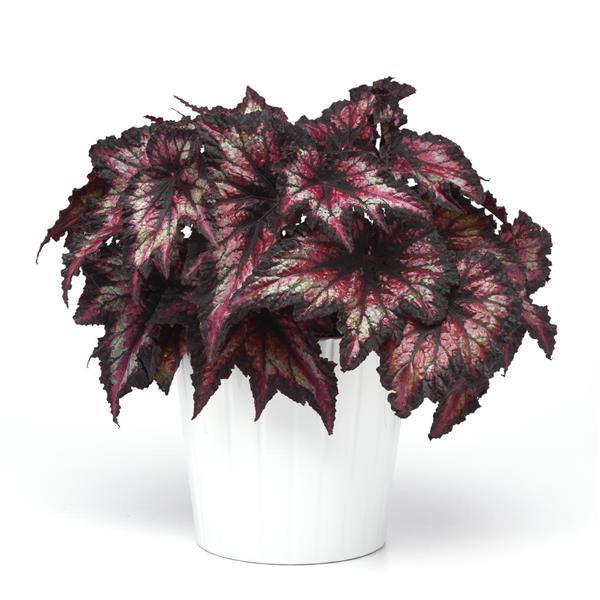 Jurassic™ Cherry Spike Rex Begonia - Container